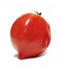Tomato "Cuor di bue", Minigarden Organic Seeds