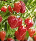Strawberries, Minigarden Seeds