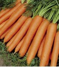 Carrot "Nantes 5", Minigarden Organic Seeds