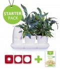 Minigarden Salads and Aromatic Starter Pack